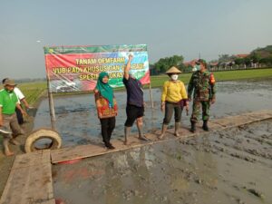 Luluk Nur Hamidah Hadiri Pencanangan Tanam VUB Padi di Kabupaten Karanganyar