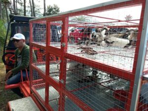 Indonesia Berkicau, Lepas Ratusan Burung ke Alam Bebas