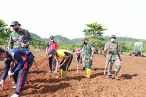 Morowali :Tanam Jagung Perdana di Lahan Tidur Masyarakat