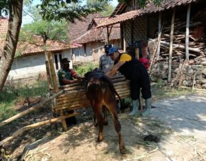 Babinsa Dampingi Dinas Peternakan Beri Suntikan Vaksin PMK