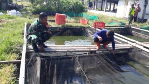 Tingkatkan Ketahanan Pengan, Babinsa Banyuanyar Bersama Warga Laksanakan Panen Lele.