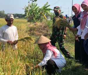 Babinsa Plumbungan Panen Perdana bersama Poktan Ngudi Luhur.