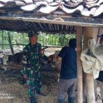 Babinsa Sambi Bantu Proses Vaksinasi PMK di Wilayah Binaan