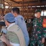 Bancar Tuban Serentak Optimalisasi Penanganan PMK, Pasang Eartag Barcode Guna Pendataan Hewan Ternak.