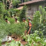 Keikutsertaan Babinsa Guna Menyukseskan Swasembada Pangan