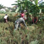 Tanpa Ragu, Babinsa Kelurahan Banjarsari Terjun ke Sawah Bantu Petani Panen Padi