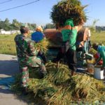 Dibawah Terik Matahari, Babinsa Banjarsari Bantu Petani Panen Padi