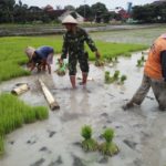 Terjun Ke Sawah, Babinsa Kelurahan Banjarsari Berikan Motivasi Dan Pendampingan Penanaman Padi