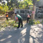 Antisipasi Pohon Tumbang, Babinsa Pajang Bersama DLH Gotong-royong Laksanakan Pemangkasan Pohon