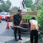 Antisipasi Pohon Tumbang, Babinsa Kelurahan Kerten Bersama Warga Gotong-Royong Pangkas Ranting dan Pohon