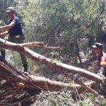 Evakuasi Pohon Tumbang di Tengah Sungai Paska Angin Kencang, Babinsa Laweyan Turun Tangan