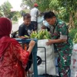 Tingkatkan Ketahanan Pangan Wilayah, Babinsa Karangasem Dampingi Petani Panen Jagung