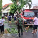 Sigap..!! Babinsa Nusukan Bersama Damkar Evakuasi Pohon Tumbang Akibat Hujan Deras Disertai Angin Kencang