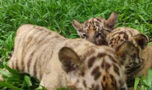 Solo Safari Memamerkan Bayi Harimau Benggala yang Menggemaskan di Momen Lebaran 2024