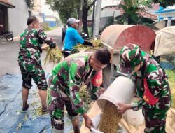 Kodim 0735/Surakarta Dukung Ketahanan Pangan Nasional : Laksanakan Pengubinan Dan Panen Raya Padi