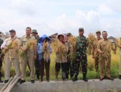 Dukung Swasembada Pangan, Dandim 0729/Bantul Hadiri Panen Perdana Padi di Bulak Dadapan