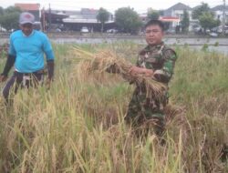 Sembari Panen Raya Padi,Babinsa Banjarsari Berikan Motifasi Dan Semangat Kerja Tingkatkan Hasil Pertanian