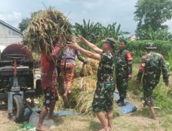 Sukseskan Ketahanan Pangan, Pasiter Kodim 0735/Surakarta Bersama Anggota Koramil 01/Laweyan, Bantu Petani Panen Padi