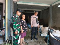 Jelang Hari Raya Idul Adha 1447 Hijriah, Babinsa Pajang Bersama Bhabinkamtibmas Lakukan Pengecekan Hewan Qurban