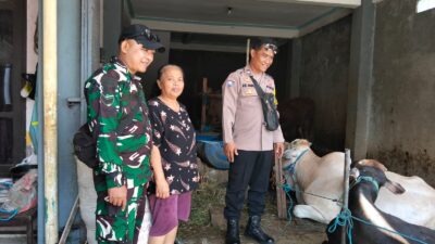 Jelang Hari Raya Idul Adha 1447 Hijriah, Babinsa Pajang Bersama Bhabinkamtibmas Lakukan Pengecekan Hewan Qurban